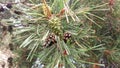 Immature & Mature Female Pine Cones