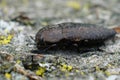 Closeup on one of the larger brown jewel beetles from the Gard, Capnodis tenebricosa