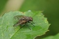 Detailed closeup on a palaearctic Phaonia tuguriorum fly sitting on a leaf Royalty Free Stock Photo