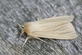 Detailed closeup of the pale brown colored common wainscot moth, Mythimna pallens on a piece of wood