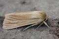 Detailed closeup of the pale brown colored common wainscot moth, Mythimna pallens on a piece of wood