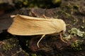 Closeup on the pale colored Fen Wainscot owlet moth, Arenostola phragmitidis