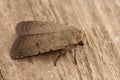 Closeup on the Pale Mottled Willow Moth, Caradrina clavipalpis, sitting on wood