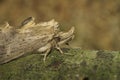 Closeup on the Pale Prominent moth,Pterostoma palpina, with it's remarkable snout