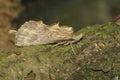 Closeup on the Pale Prominent moth,Pterostoma palpina, with it\'s remarkable snout