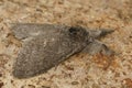Closeup on the Pale Tussock moth, Calliteara pudibunda, sitting on wood in the garden Royalty Free Stock Photo