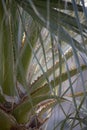 Detailed Closeup of Palm Tree Fronds with Fibers and Thorns Royalty Free Stock Photo