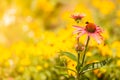 Detailed closeup of pink daisy flower Royalty Free Stock Photo