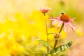 Detailed closeup of pink daisy flower Royalty Free Stock Photo