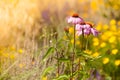 Detailed closeup of pink daisy flower Royalty Free Stock Photo