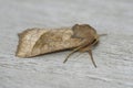 Closeup on a Potato skin borer owlet moth , Hydraecia micacea