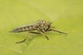 Detailed closeup on a predator common awl robberfly Neoitamus cyanurus sitting on a green leaf