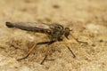 Closeup on a predator common awl robberfly Neoitamus cyanurus sitting on a stone
