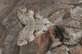 Closeup on the Purple treble-bar owlet moth, Aplocera praeformata, sitting on wood