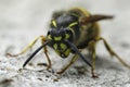 Closeup on a queen Common European yellow-jacket paper wasp , Vespula vulgaris sitting on wood