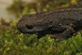 Closeup on a rare, endangered adult female Chinese Wenxian Knobby Newt, Tylototriton wenxianensis