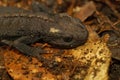 Closeup on a rare, endangered adult female Chinese Wenxian Knobby Newt, Tylototriton wenxianensis