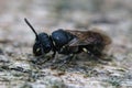 Detailed closeup on the rare punctate spatulate-masked-bee, Hylaeus punctatus