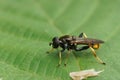 Detailed closeup on the rare Yellow-shinned Leafwalker hoverfly , Xylota xanthocnema, sitting on a green leaf