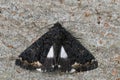 Closeup of a rarely encountered white underwing or alchymist, Catephia alchymista Royalty Free Stock Photo