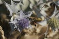 Closeup on the red-banded sand wasp, Ammophila sabulosa on a blue thistle flower Royalty Free Stock Photo