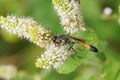 Closeup on the red-banded sand wasp, Ammophila sabulosa on a white mint flower