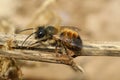 Closeup on a red mason bee, Osmia rufa, sitting on a twig Royalty Free Stock Photo