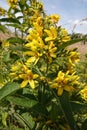 Closeup on an rich fowering aggregation of Yellow loosestrife , Lysimachia vulgaris, in a wetland area