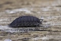 Closeup on a rough woodlouse, Porcellio scaber sitting on wood Royalty Free Stock Photo