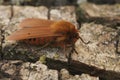 Closeup on the Ruby Tiger Moth, Phragmatobia fuliginosa, sitting on wood