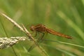 Closeup on a Scarlet-darter dragonfly, Crocothemis erythraea, sitting in the grass