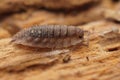 Detailed closeup on the secretive living common shiny woodlouse,Oniscus asellus Royalty Free Stock Photo