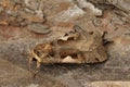 Closeup on the Setaceous Hebrew Character owlet moth, Xestia c-nigrum sitting on wood