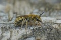 Closeup of a shiny metallic female golden furrow bee, Halictus subauratus sitting on wood