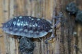 Closeup on a a shiny woodlouse, Oniscus asellus sitting on wood