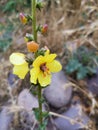 Bright yellow Moth mullein flower with morning dew drops Royalty Free Stock Photo