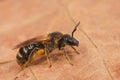 Detailed closeup shot of a female White-zoned furrow bee, Lasioglossum leucozonium