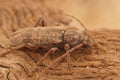 Closeup shot of a French plant parasite brown longhorn beetle, Tricheferus griseus Royalty Free Stock Photo