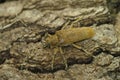 Closeup shot of a large, lightbrown Poplar Longhorned Beetle, Saperda Carcharias sitting on wood