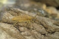 Closeup shot of a large, lightbrown Poplar Longhorned Beetle, Saperda Carcharias sitting on wood