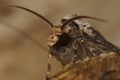 Closeup on the shuttle-shaped dart owlet moth, Agrotis puta sitting on wood Royalty Free Stock Photo