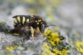 Closeup on a small, colorful yellow male rotund resin bee, Anthidiellum strigatum