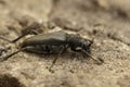 Closeup on a small dark black longhorn beetle, Stenurella nigra sitting on wood Royalty Free Stock Photo