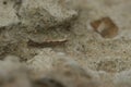Closeup on the small Diamond-back micro moth, Plutella xylostella, sitting on a stone