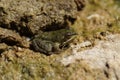 Closeup on a small European pool frog, Pelophylax lessonae, hiding among the stones Royalty Free Stock Photo