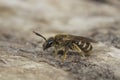 Closeup on a small female Bronze furrow bee, Halictus tumulorum on a piece of wood in the garden