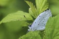 Closeup on a small Holly blue butterfly, Celastrina argiolus, hiding between green leafs of a shrub Royalty Free Stock Photo