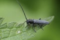 Closeup on a small plant parasite European Umbellifer longhorn beetle, Phytoecia cylindrica sitting on a green leaf Royalty Free Stock Photo