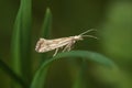 Closeup on the small and rare Dame\'s Rocket moth, Plutella porrecella sitting on grass