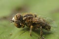 Detailed closeup on the small spotty-eyed dronefly, Eristalinus sepulchralis cleaning it's head Royalty Free Stock Photo